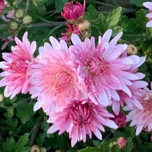 Meet your Posher, Lee